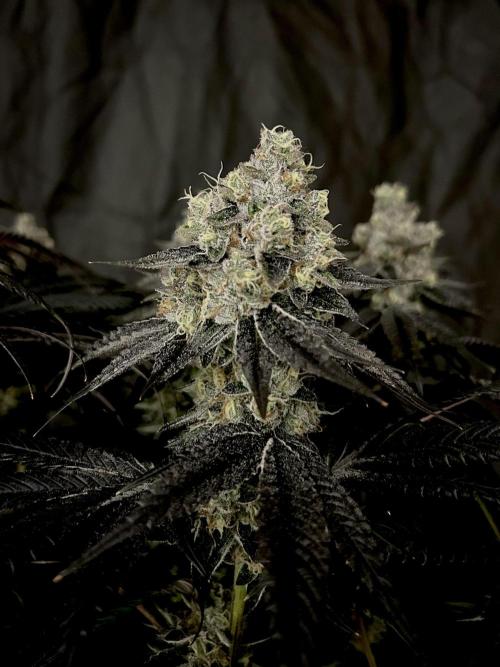 Flavor & Power: A Controlled Grow. Week 13