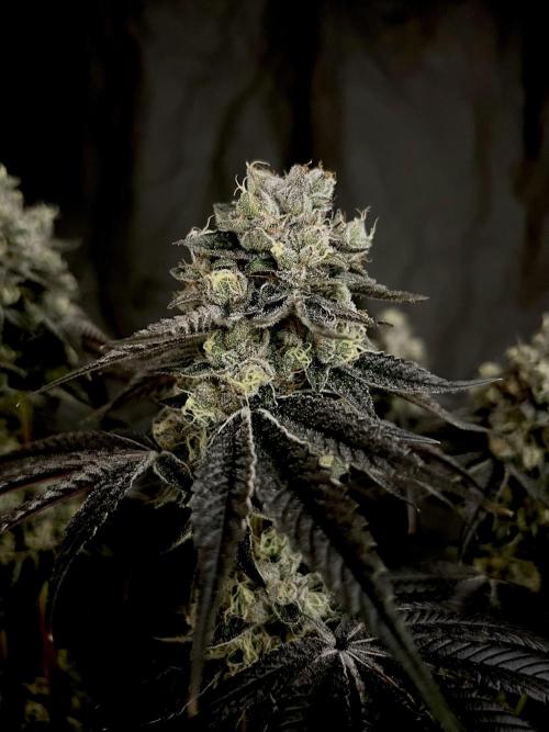 Flavor & Power: A Controlled Grow. Week 13