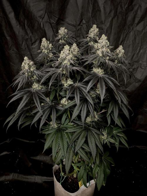 Flavor & Power: A Controlled Grow. Week 13