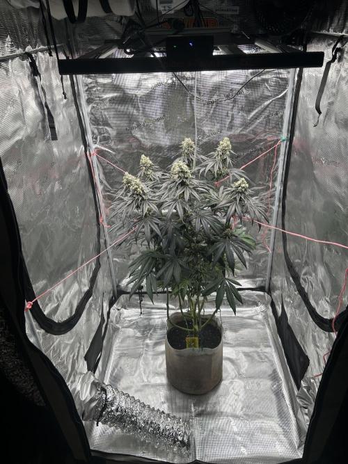 Flavor & Power: A Controlled Grow. Week 13