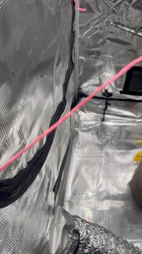 Flavor & Power: A Controlled Grow