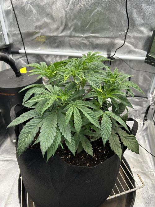 The Jet Puft Experiment. Week 5