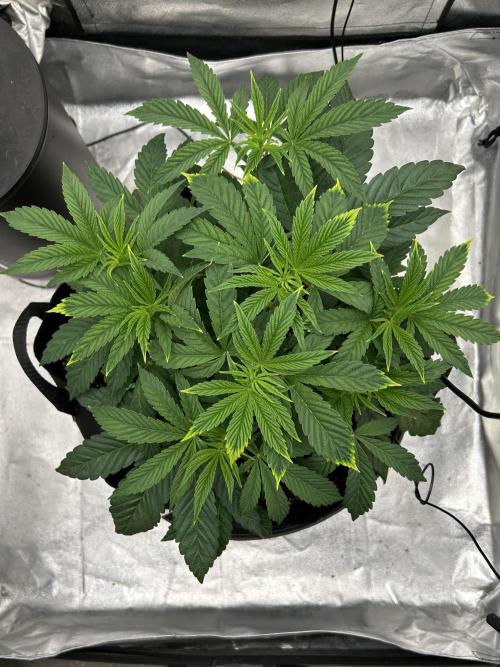 The Jet Puft Experiment. Week 5