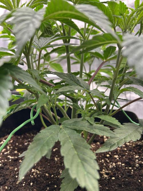 The Jet Puft Experiment. Week 5