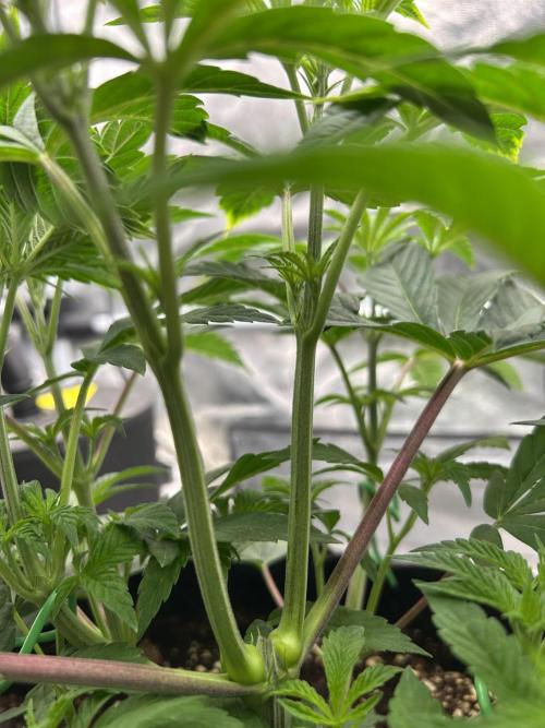 The Jet Puft Experiment. Week 5