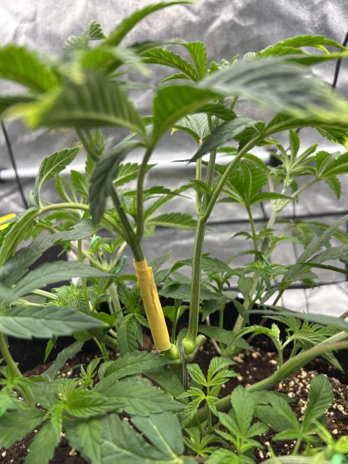 The Jet Puft Experiment. Week 5