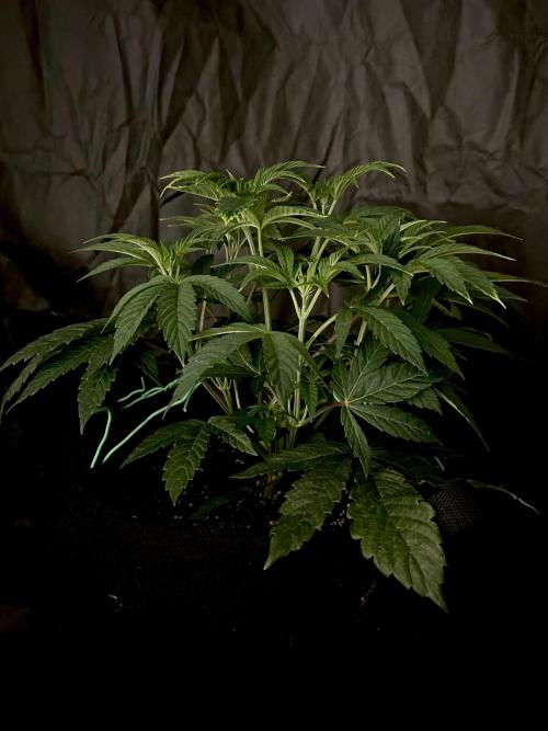 The Jet Puft Experiment. Week 5