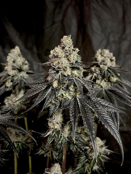 Flavor & Power: A Controlled Grow. Week 14