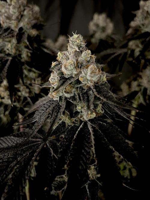 Flavor & Power: A Controlled Grow. Week 14