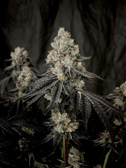 Flavor & Power: A Controlled Grow. Week 14