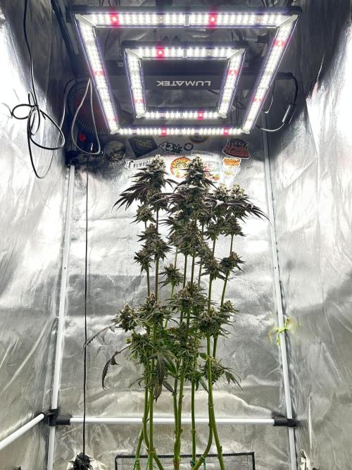 Flavor & Power: A Controlled Grow. Week 14