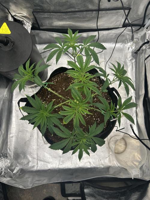 The Jet Puft Experiment. Week 6