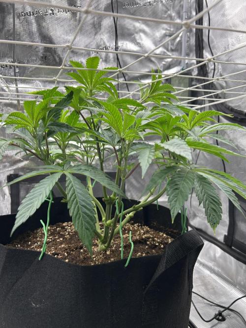 The Jet Puft Experiment. Week 6