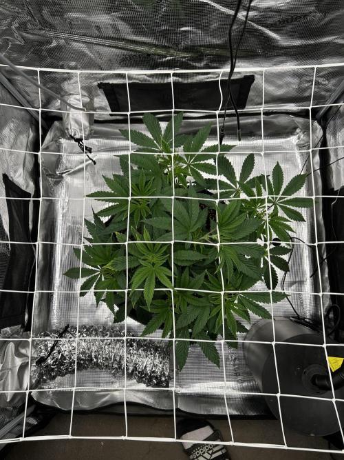 The Jet Puft Experiment. Week 6