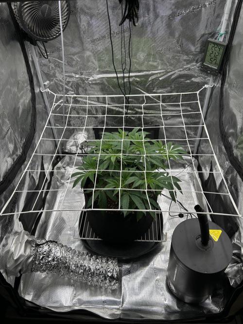 The Jet Puft Experiment. Week 6