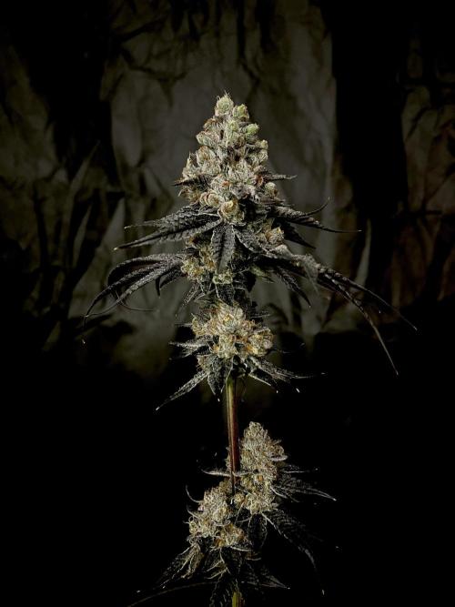 Flavor & Power: A Controlled Grow. Week 15