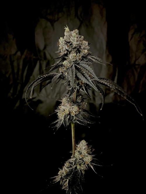 Flavor & Power: A Controlled Grow. Week 15