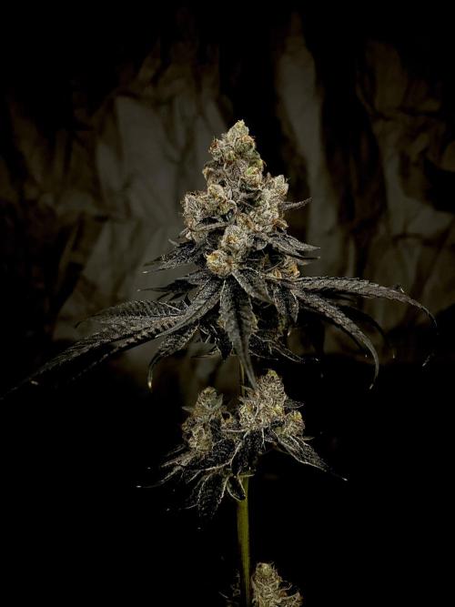 Flavor & Power: A Controlled Grow. Week 15