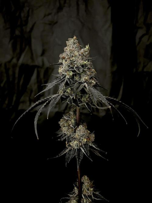 Flavor & Power: A Controlled Grow. Week 15