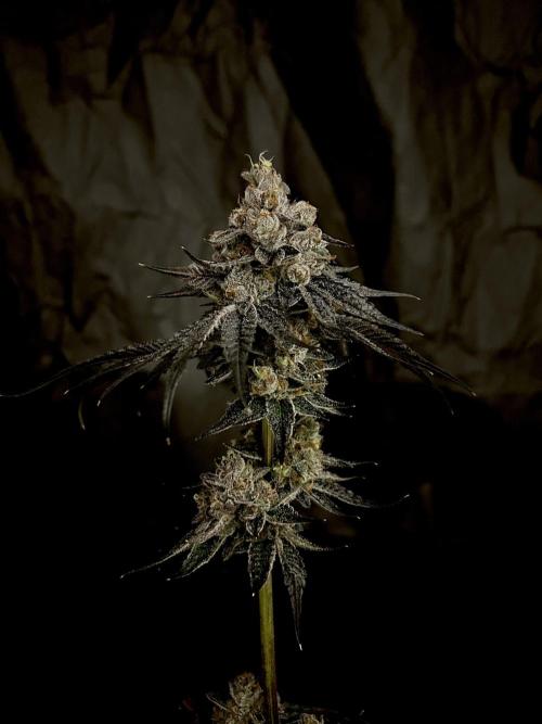 Flavor & Power: A Controlled Grow. Week 15