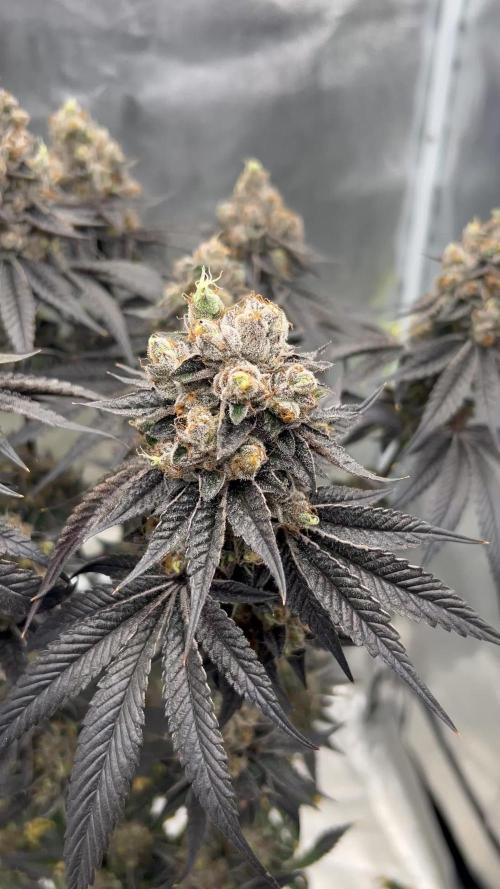 Flavor & Power: A Controlled Grow