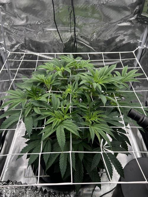 The Jet Puft Experiment. Week 7