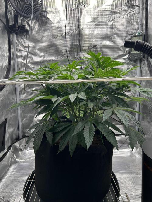 The Jet Puft Experiment. Week 7