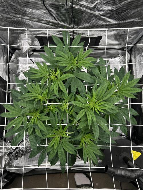 The Jet Puft Experiment. Week 7