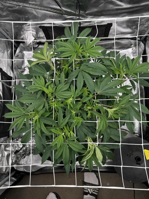 The Jet Puft Experiment. Week 7