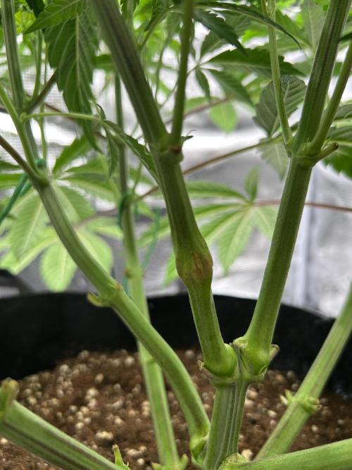 The Jet Puft Experiment. Week 7