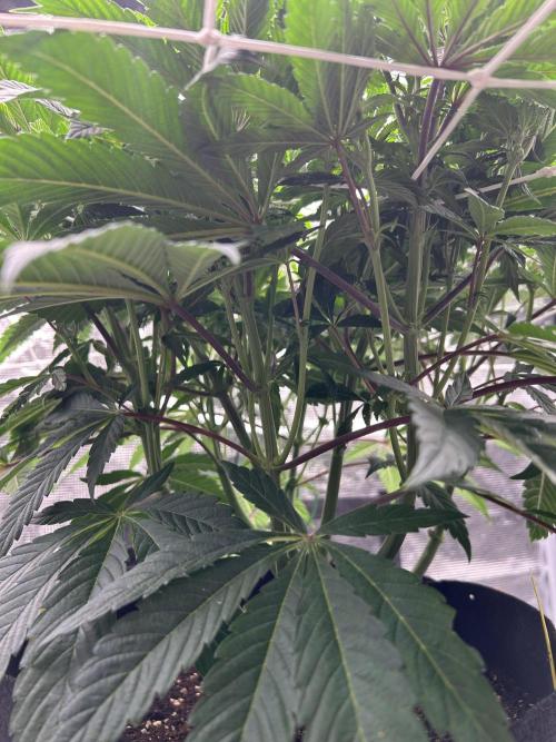 The Jet Puft Experiment. Week 8