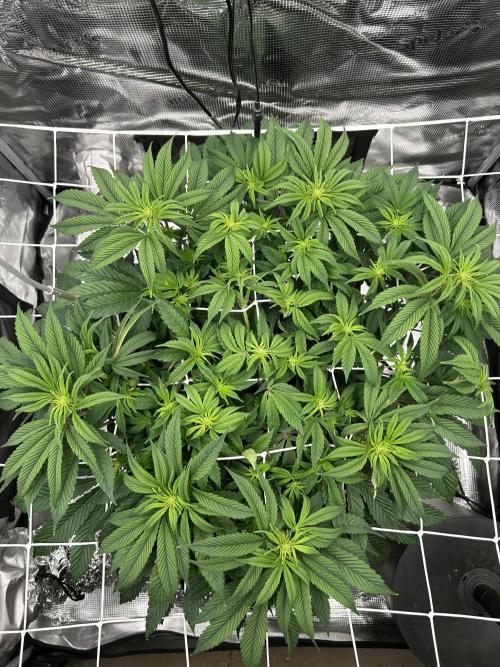 The Jet Puft Experiment. Week 8