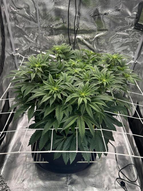 The Jet Puft Experiment. Week 8