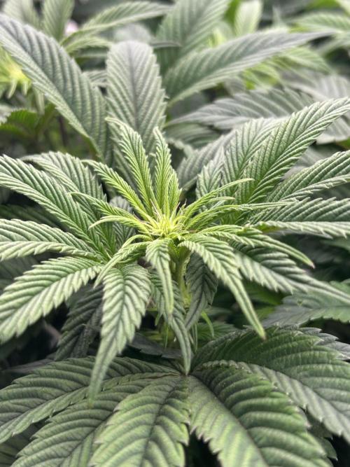 The Jet Puft Experiment. Week 8