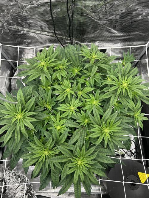 The Jet Puft Experiment. Week 8