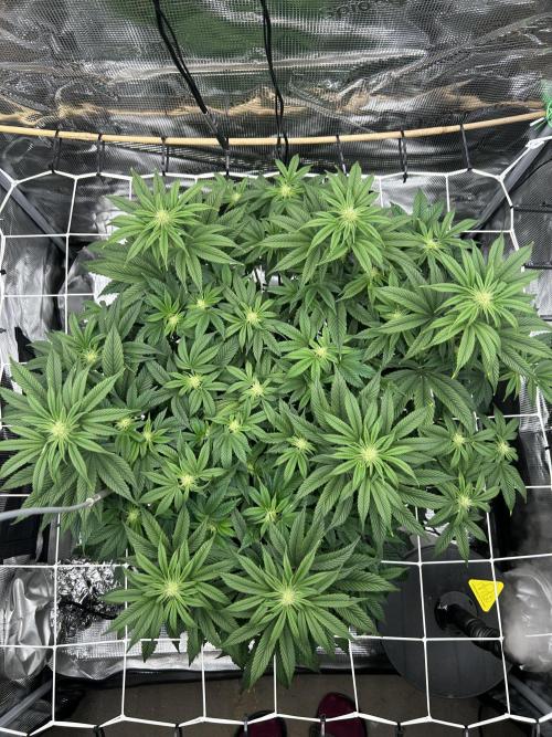 The Jet Puft Experiment. Week 9