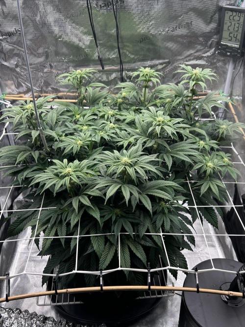 The Jet Puft Experiment. Week 9