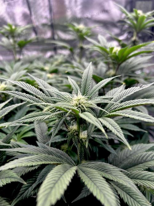 The Jet Puft Experiment. Week 9