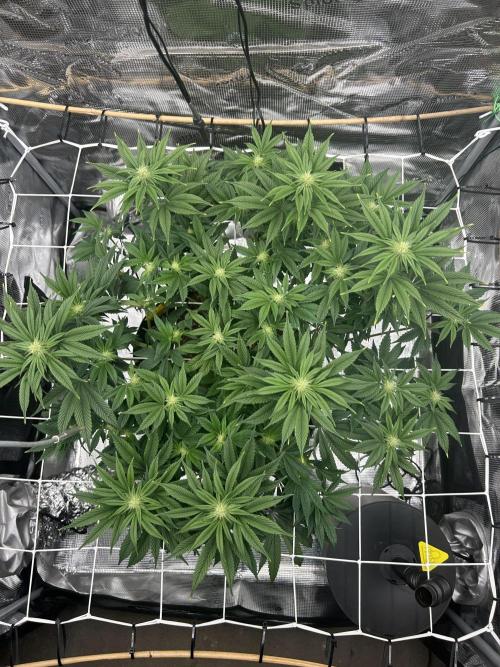 The Jet Puft Experiment. Week 9
