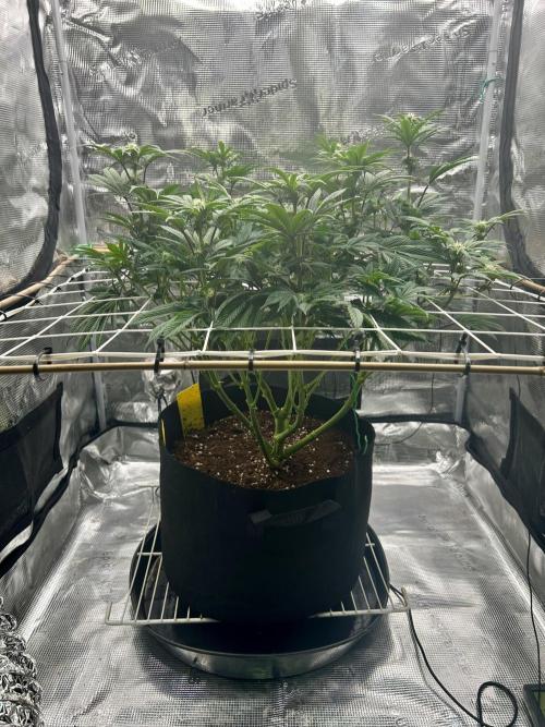 The Jet Puft Experiment. Week 9