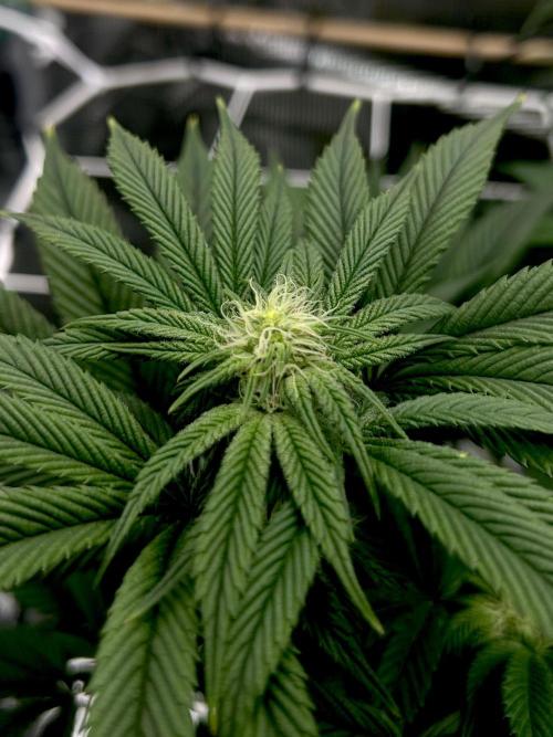 The Jet Puft Experiment. Week 9