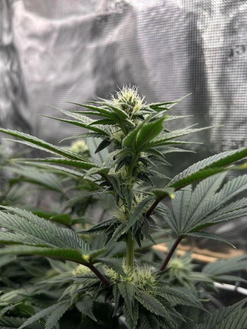 The Jet Puft Experiment. Week 10