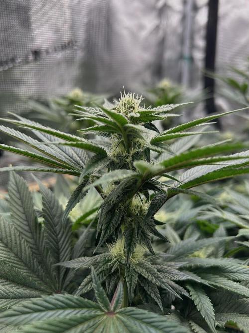 The Jet Puft Experiment. Week 10