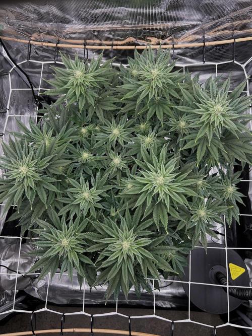 The Jet Puft Experiment. Week 10