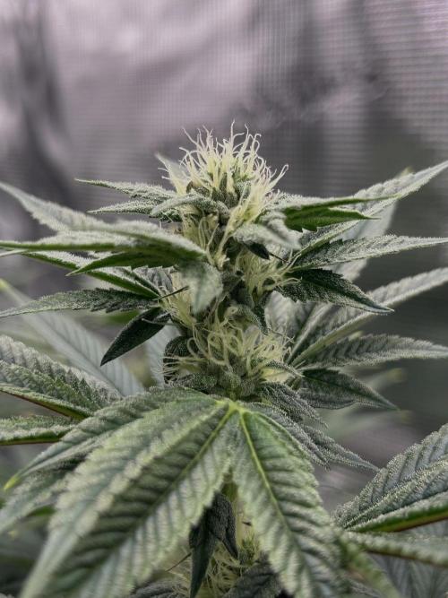 The Jet Puft Experiment. Week 10