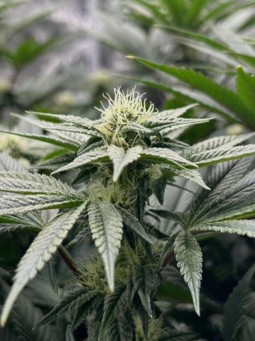 The Jet Puft Experiment. Week 10