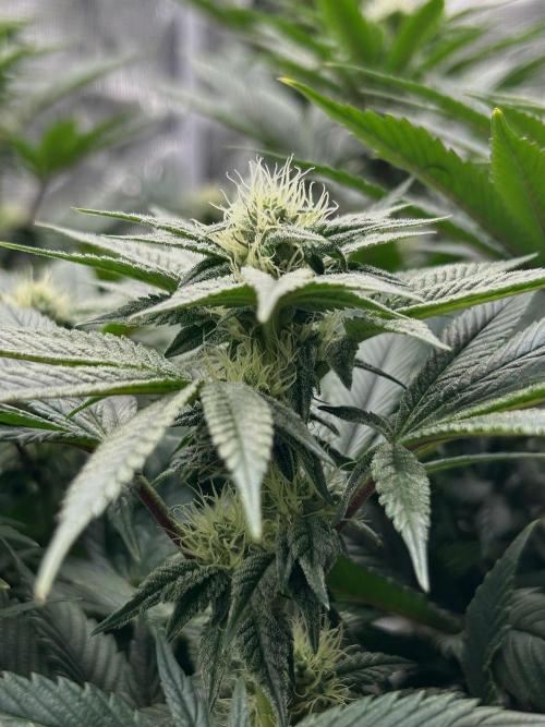 The Jet Puft Experiment. Week 10