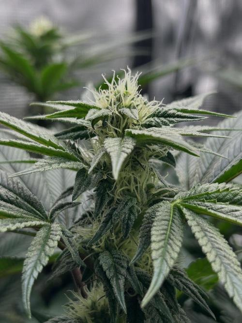 The Jet Puft Experiment. Week 10