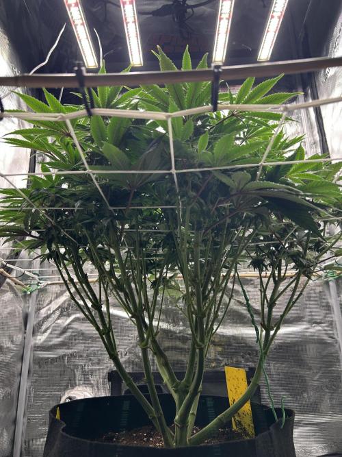 The Jet Puft Experiment. Week 10