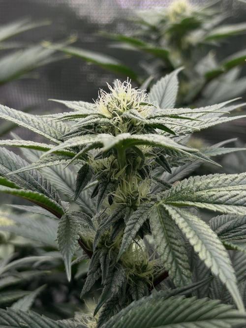 The Jet Puft Experiment. Week 10